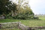 Fallen tree on cemetery wall