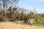 Two cannon s infront of damaged trees