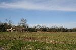 Fallen and damaged trees