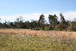 Fallen and damaged trees