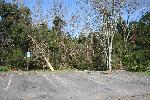 Parking lot and fallen trees