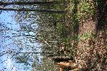 Fallen Trees