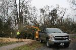 People cutting and chipping trees