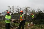 Men carrying tree limbs in cemetery