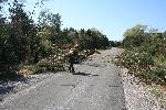 Man dragging brush