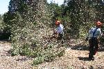 Men sawing and dragging brush