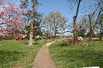 Tree clearing activities