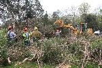 Front end loader lifting fallen tree