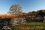 Hackberry tree in a tall grass field