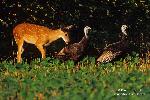 Deer & Turkeys