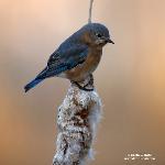 Bluebird