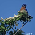 Bluebird III