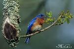 Bluebird IV