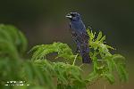 Blue Grosbeak