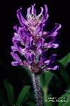 Nashville Breadroot