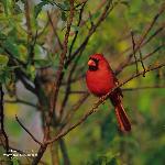 Cardinal