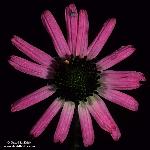 Tennessee Coneflower