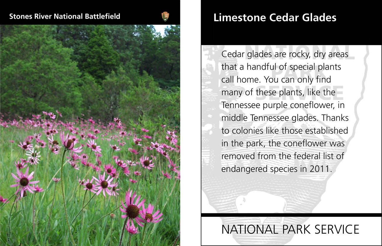 A green field of purple flowers with brown and green cones in the center stand in front of a forested area. Text of the reverse side of the card is shown.