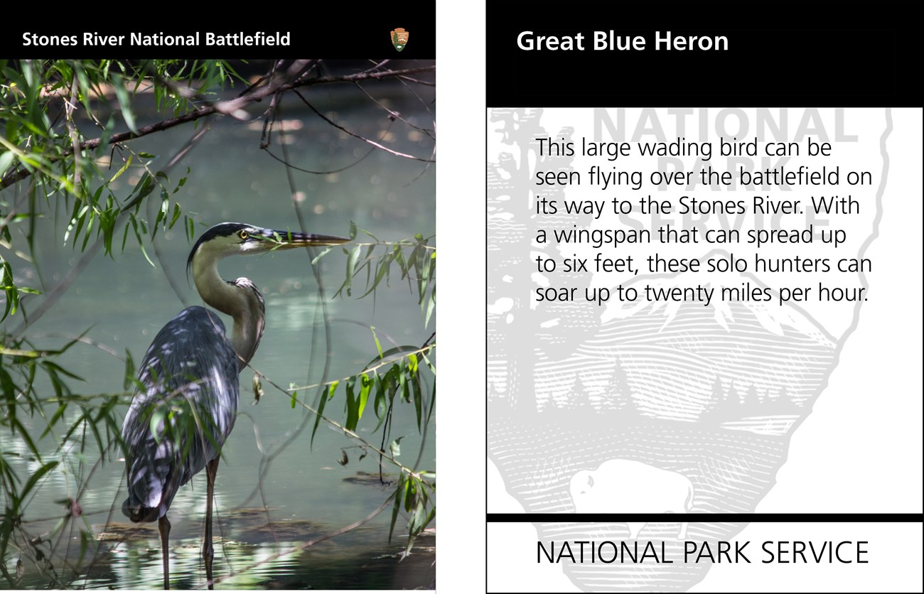 A Great Blue Heron stands in water underneath some branches. The reverse side of the card has text.