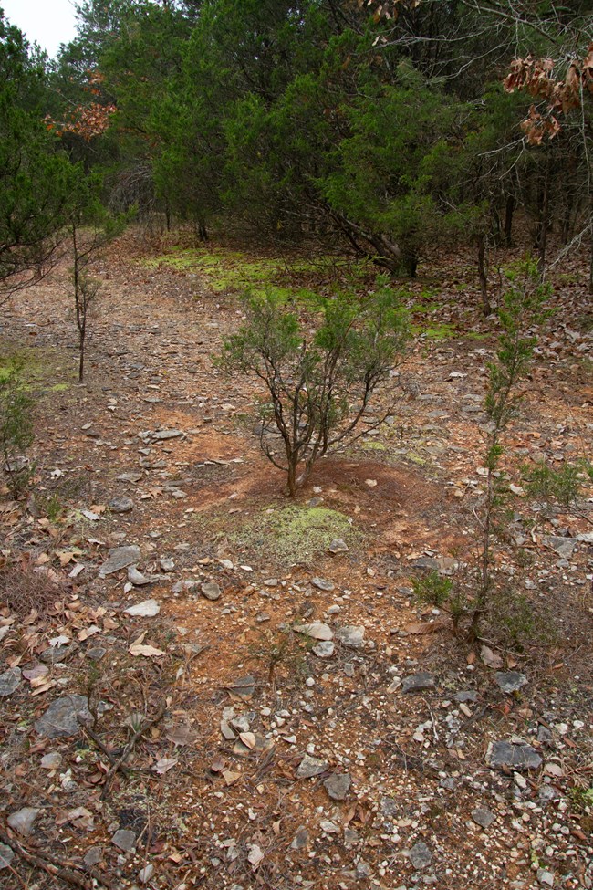 Rocky cedar glade surrounded by cedar trees