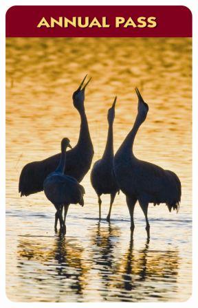 Cranes in sunlit water.