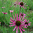 Coneflowers