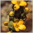 Yellow Flower