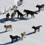 Wolves in the snow at Yellowstone National Park.