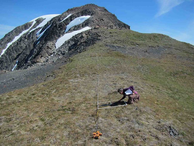 Surveying vegetation on a nunatak. Researcher in the field identifying vegetation species.