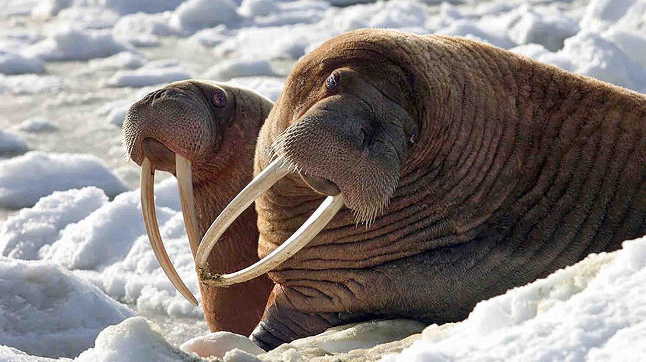 walrus