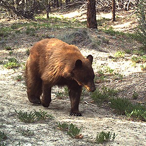 Bear walking down trail