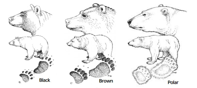 Illustration comparing profiles and tracks of black, brown, and polar bears Illustration comparing profiles and tracks of black, brown, and polar bears