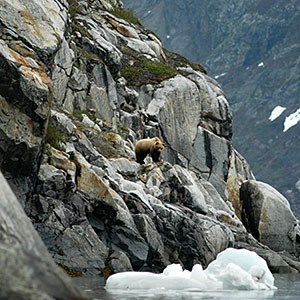 Brown bear on cliffs above glacier