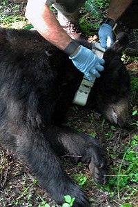 Bear being fitted with radio collar
