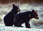 Two black bear cubs sitting on a rock