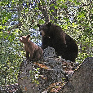 Bear and cub YOSE