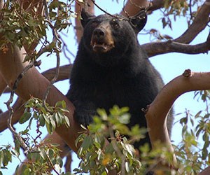 Black Bear eating berries