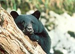 Black bear peeking around tree limb