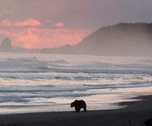 Bear at sunset