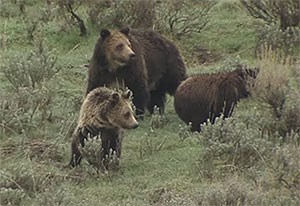 Mother grizzly bear with two cubs on a grassy hill in Yellowstone National Park