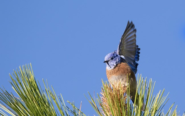 a bluebird raises one wing while sitting in a pine tree