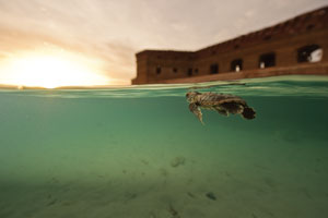 Sea turtles are often sighted around Dry Tortugas National Park. Sea turtles are often sighted around Dry Tortugas National Park.