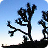 Joshua Trees are impacted by climate change Joshua Trees are impacted by climate change