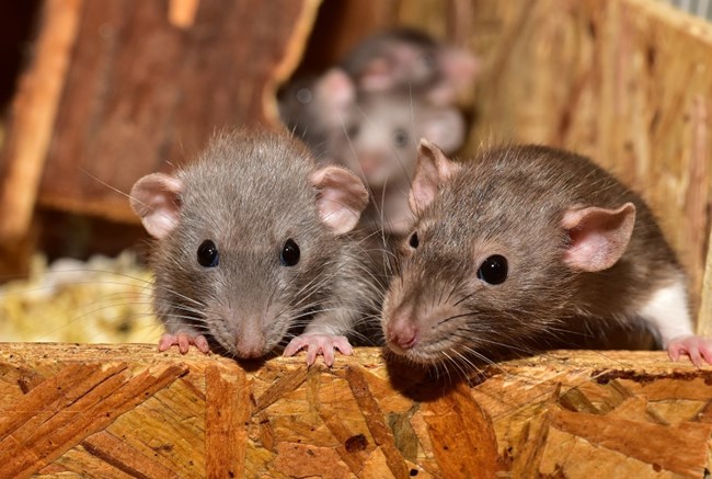 a family of rats