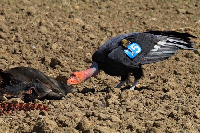 A condor with a blue wing tag uses its beak to tear into a feral pig carcass in a dirt field.
