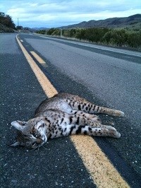 A dead bobcat lies on the yellow lines in the middle of a road. The bobcat's eyes are still open and look toward the camera.