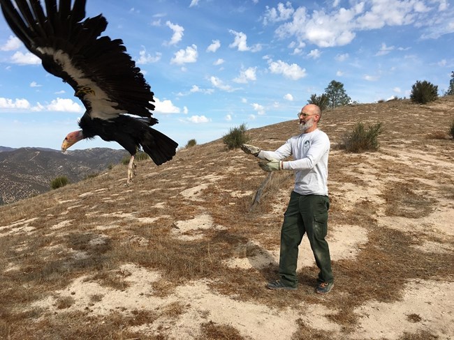 A condor in mid-flight after being released by a biologist, who is standing behind the bird with his hands still raised.
