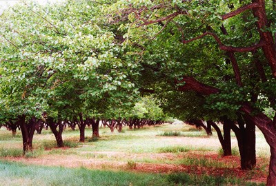 Long rows of apricot trees grow in the Mulford Orchard at Capitol Reef National Park.
