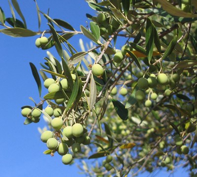 Olives hang from the branches of a tree in a historic orchard at Channel Islands National Park.