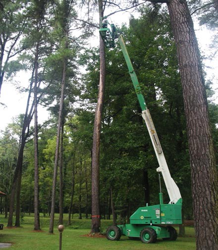 A worker used machinery to access high treetops in order to remove a dead tree.